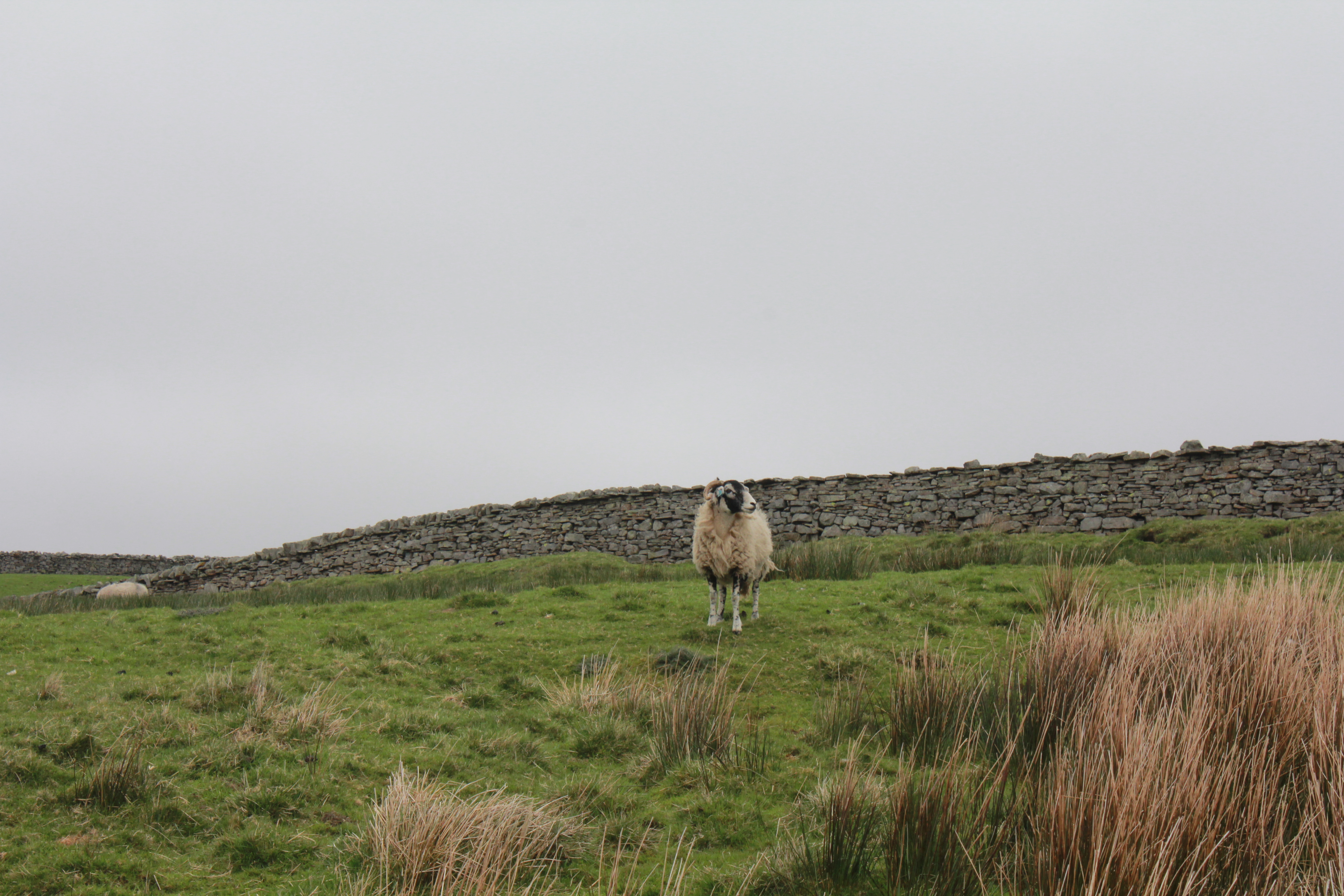 A sheep surveys its domain somewhere en route from Muker to Clover Lodge