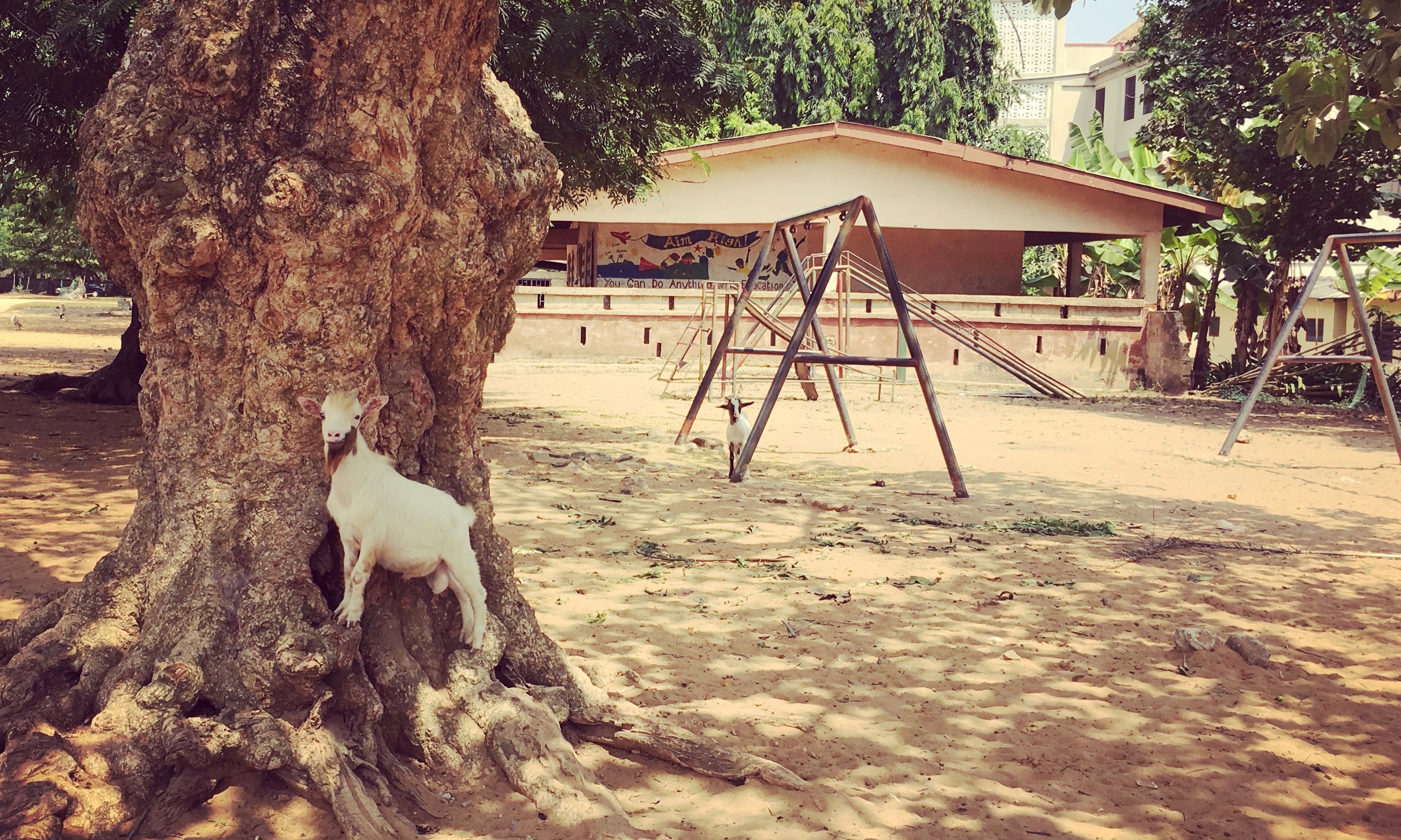 The goats have a play in Busua.