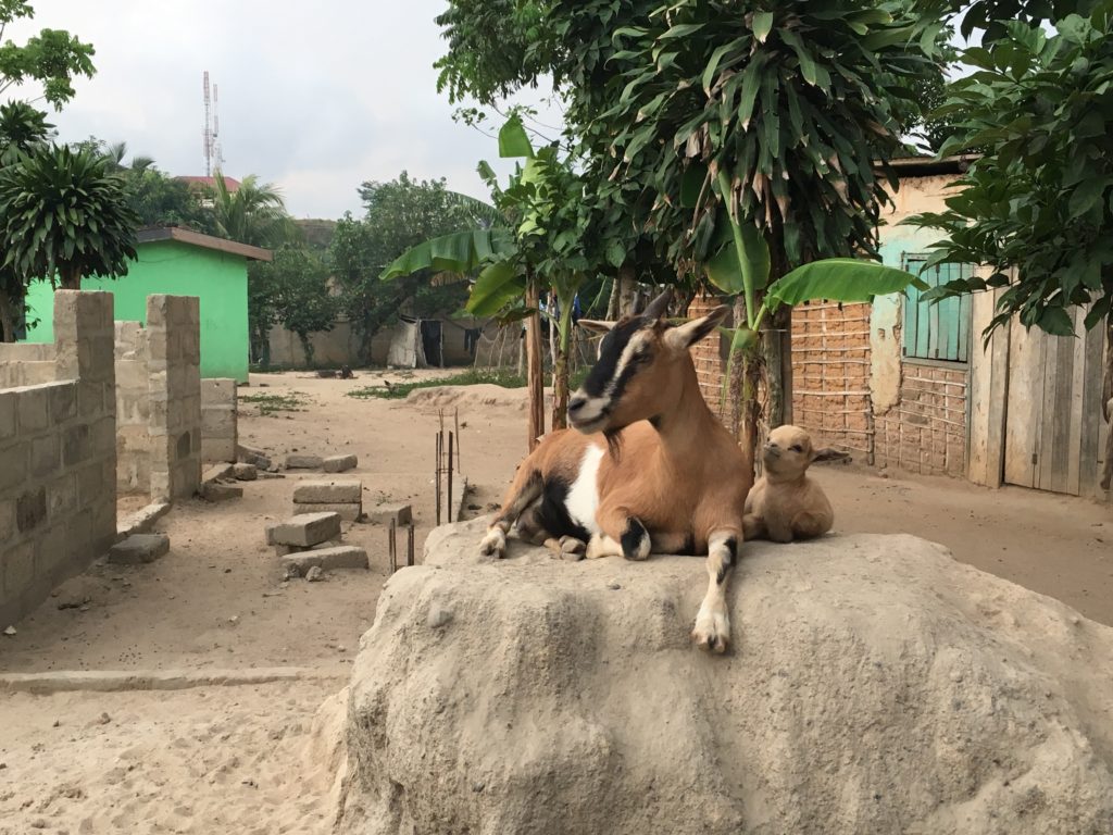 The goats play king of the hill at Busua, Ghana