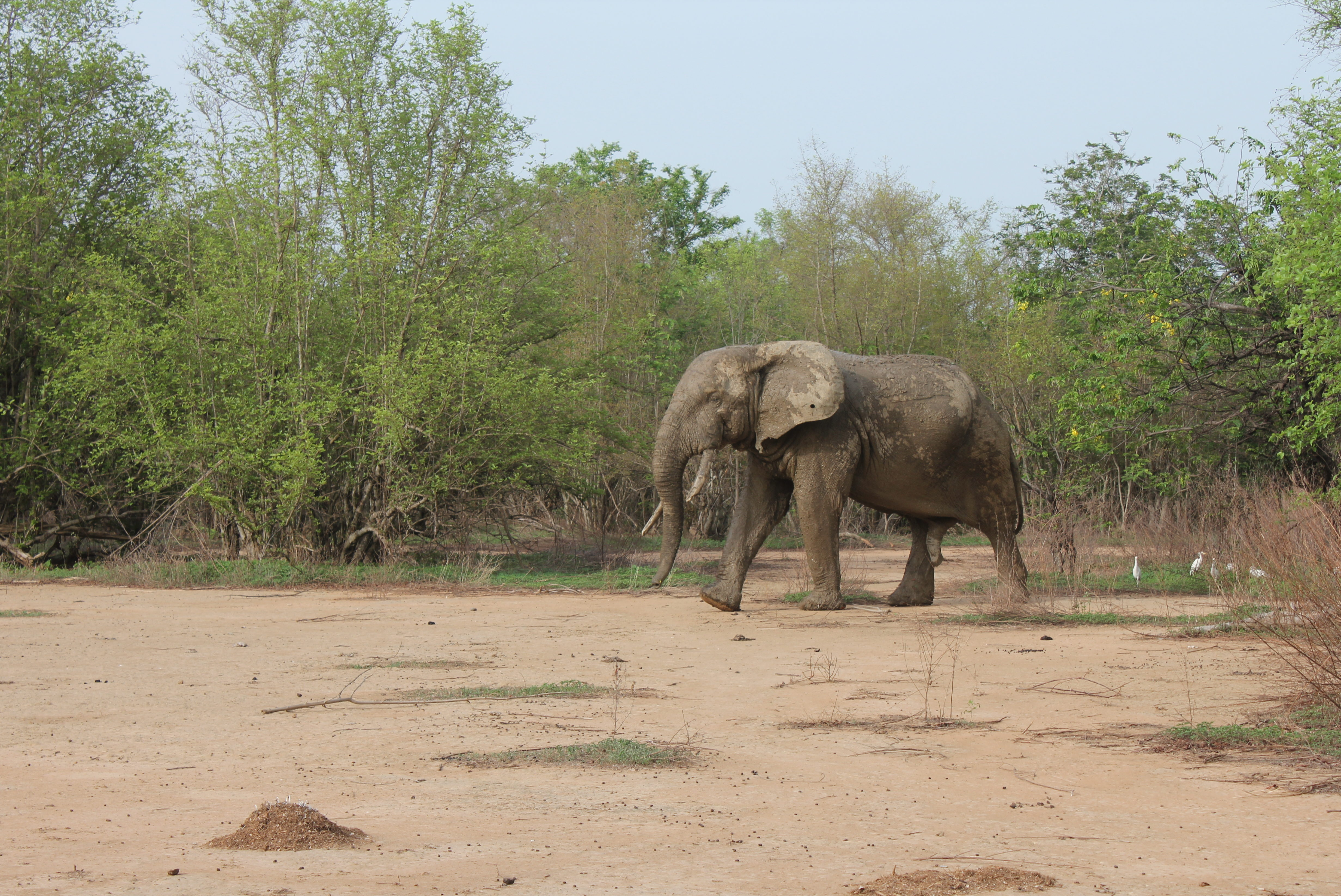 A lone elephant stands by the roadside. On safari in Mole National Park, Ghana