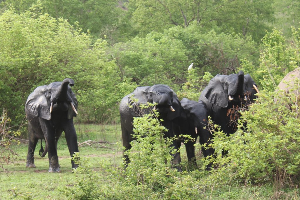 Elephants en marche from the watering hole. On safari in Mole National Park, Ghana