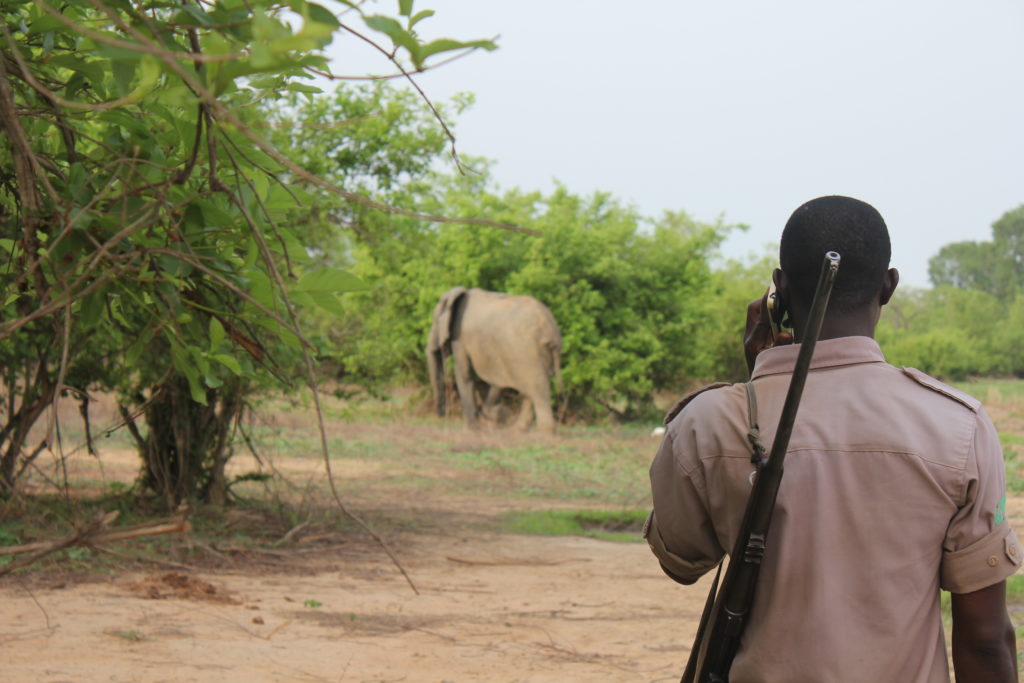 A guide on a walking safari in Mole National Park, Ghana